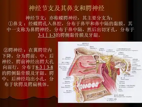 神经 神经节支:亦称蝶腭神经,其主要分支为: ①鼻支 :经蝶腭孔入鼻腔
