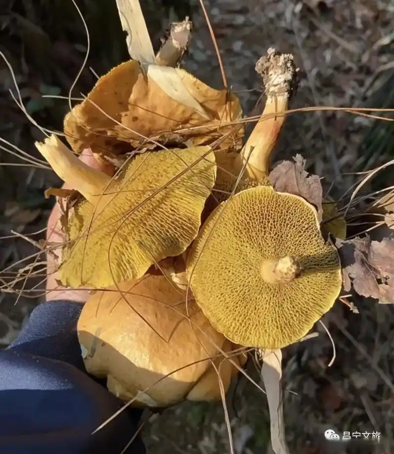 是野生松茸的一种.