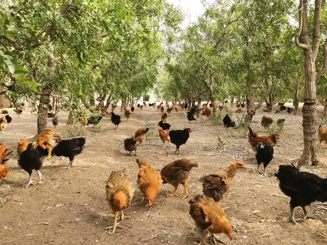 若羌打造枣园养鸡绿色产业链