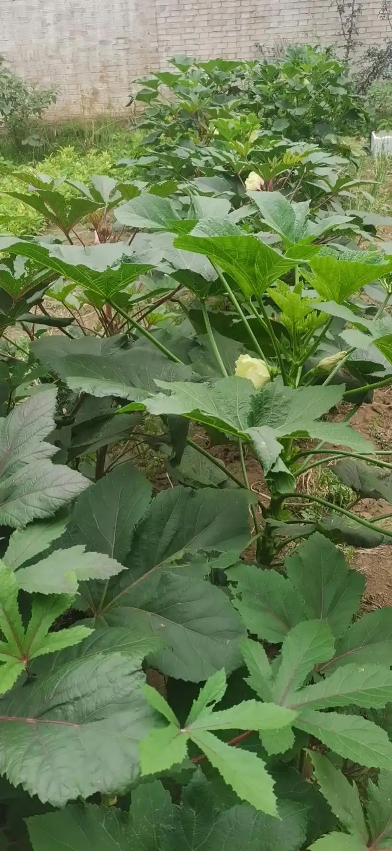 秋葵成熟的季节,秋天第一张图片来科普秋葵的生长. - 抖音