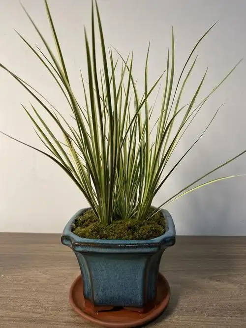 菖蒲小记(疫情更新)