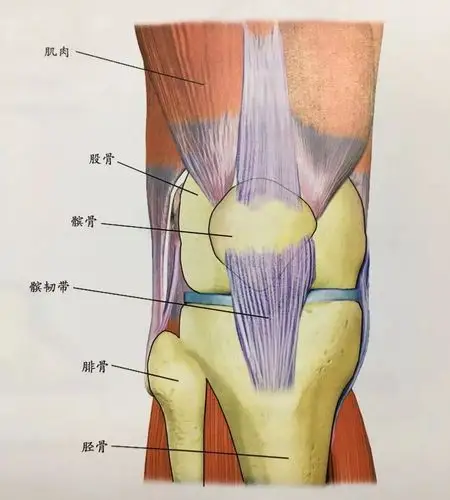 如何在站立平衡体式中保护膝关节的安全