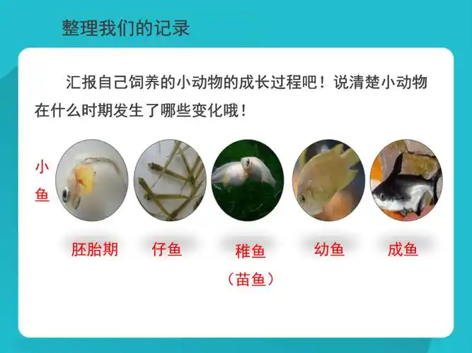 小动物的生长课件