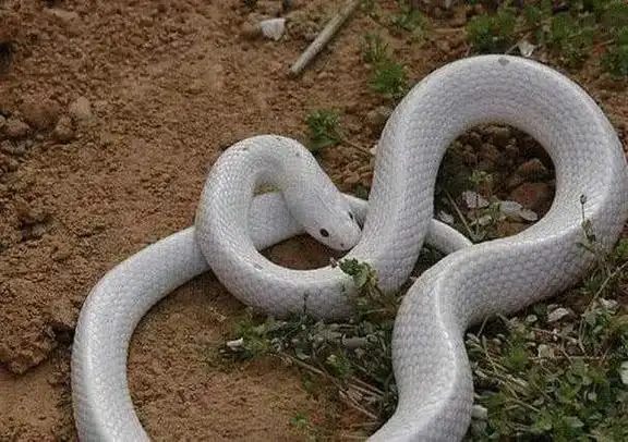 98年涨水出的最大蛇是什么情况(98年黄河蛇女详情介绍)