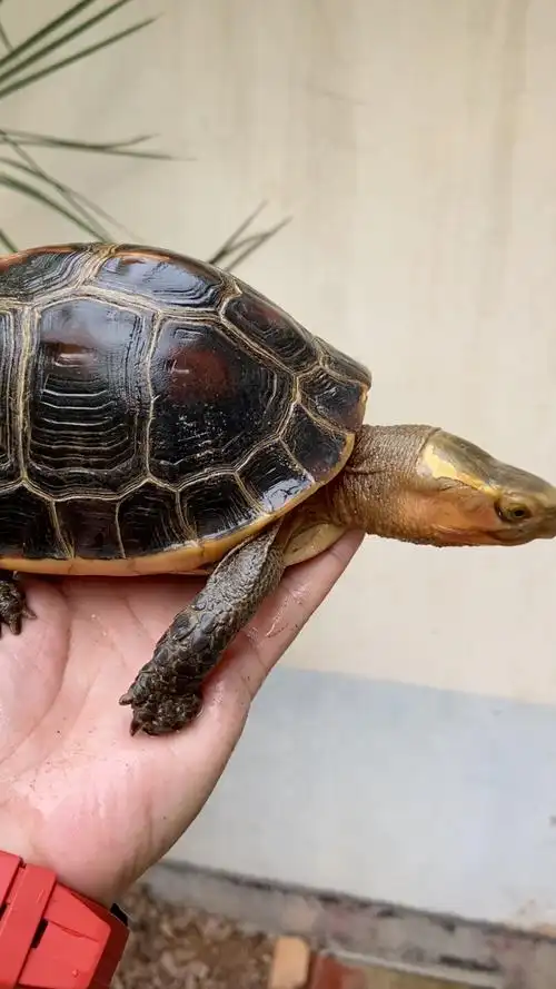 安缘,黄缘闭壳龟,养龟日常,爬宠