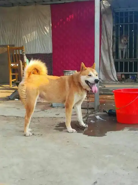 原生态金钱尾中国标版土狗我爱土狗