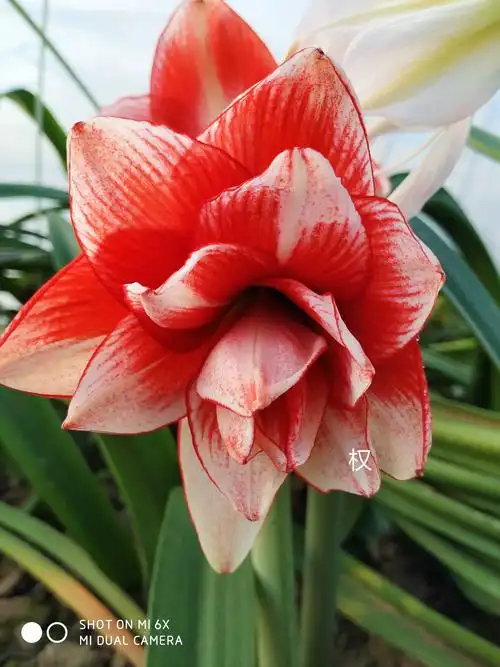 朱顶红 鬼魅——蝴蝶飞精品馆.