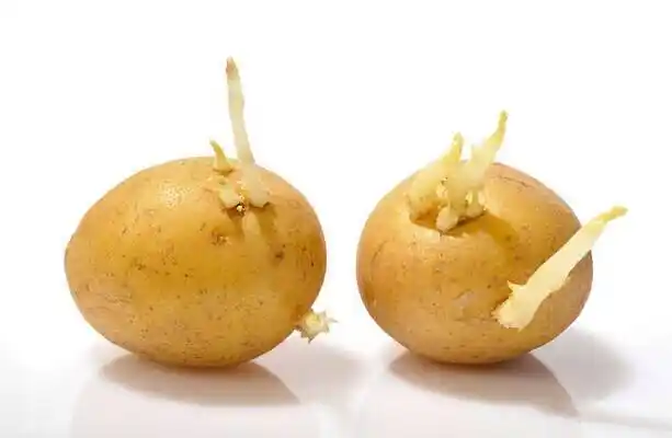 土豆发芽后有毒大蒜发芽后营养翻倍哪些食物发芽后不能吃
