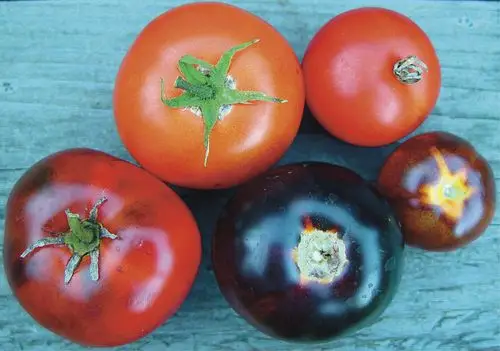characterization of tomatoes expressing anthocyanin in the fruit