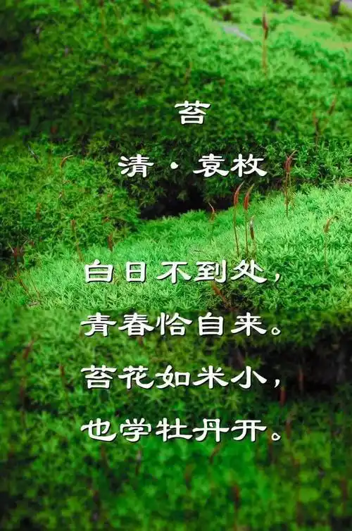 苔花如米小亦学牡丹开