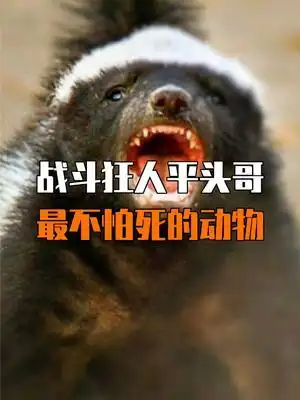 平头哥,最不怕死的动物