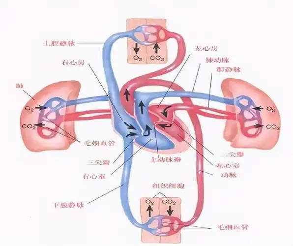 心脏循环,莫比乌斯环,克莱因瓶与玉如意