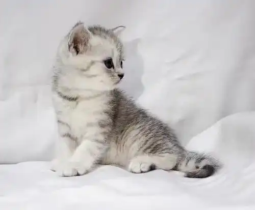 英国短毛猫妹妹鱼骨纹