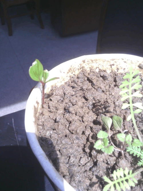 牡丹种子第一年发芽生长到秋发全过程