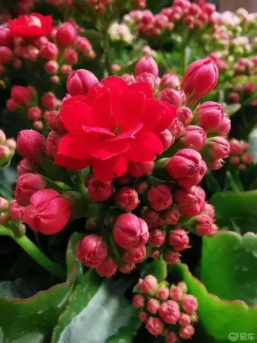 每日一帖长寿花祝友友们平安健康长寿喜乐