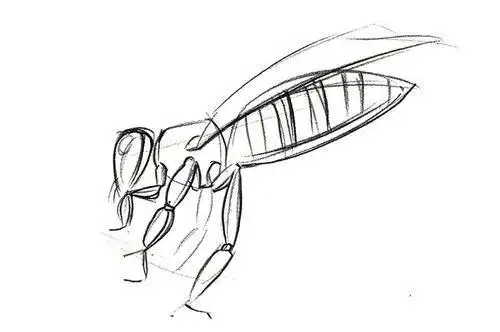 动物仿生学的简笔画仿生设计简笔画动物 简笔画图片大全-蒲城教育文学