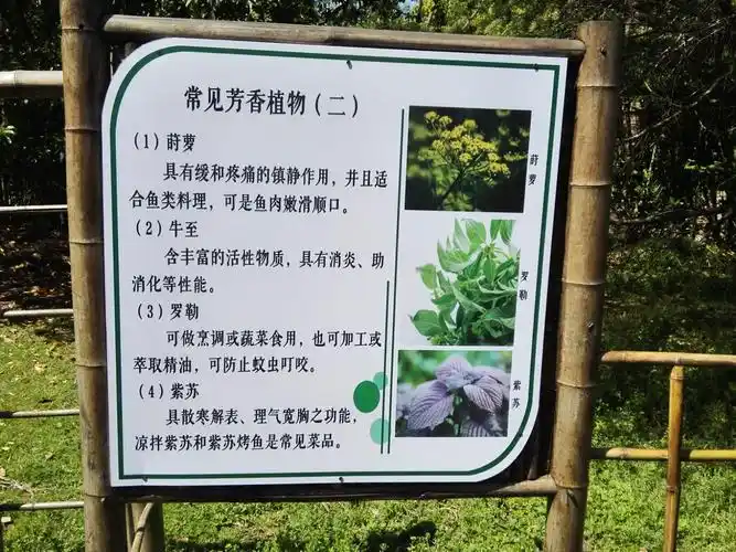 清明踏春上海植物园