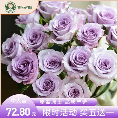 雷叔的花园海洋之歌月季花苗盆栽大花切花玫瑰花卉蓝紫色四季开花