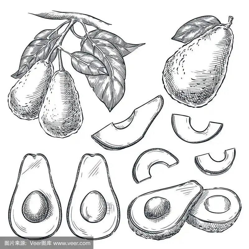 牛油果在树枝和水果切片,素描矢量插图.手绘孤立的设计元素