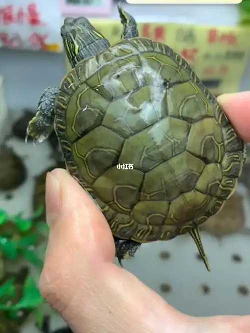 龟龟  #西部锦龟