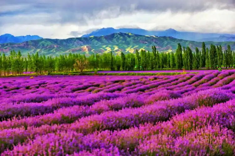 河谷行】爱我新疆 爱我伊犁 写美篇  去了不同的地方,看了不同的风景