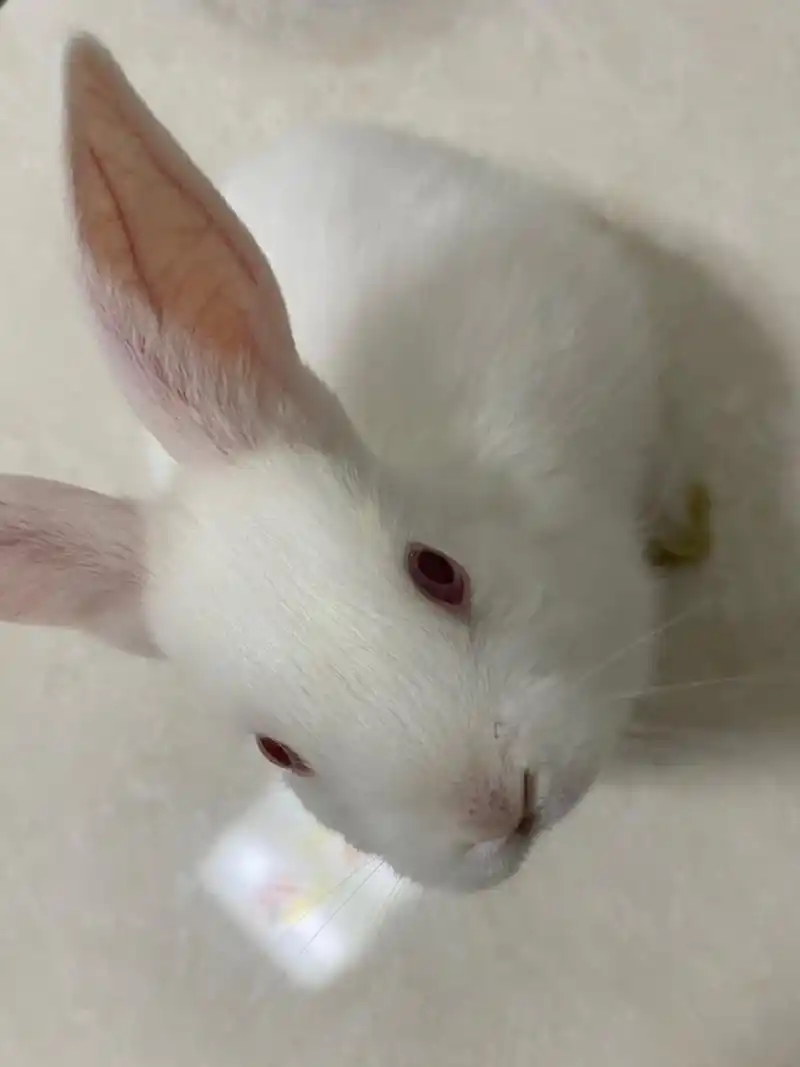 兔子为什么一直舔人啊 养的小兔子一个多月,今天突然疯狂舔人,之前都