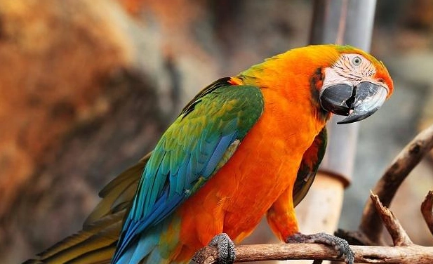 鹦鹉,聪明伶俐,学习能力超强的可爱宠物鸟儿