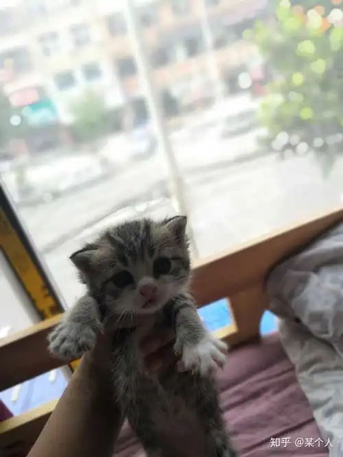 关注问题 67写回答猫美国短毛猫品种猫美短和狸花的串串长什么样子