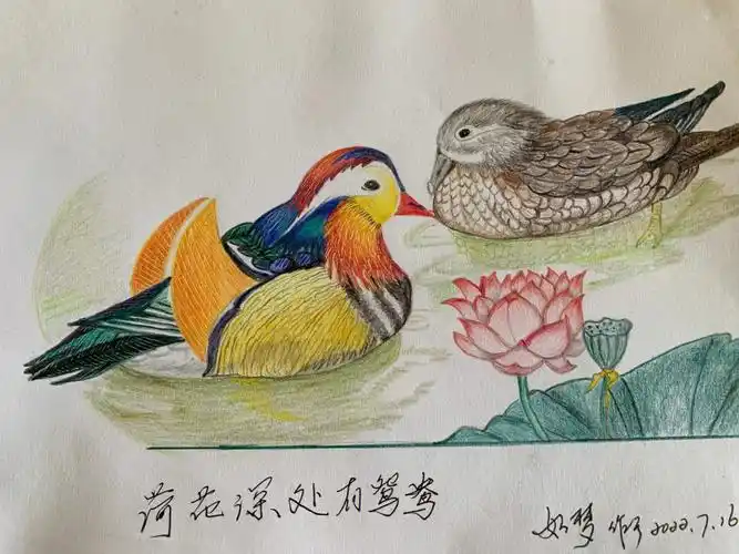 彩铅画临摹练习小作鸳鸯