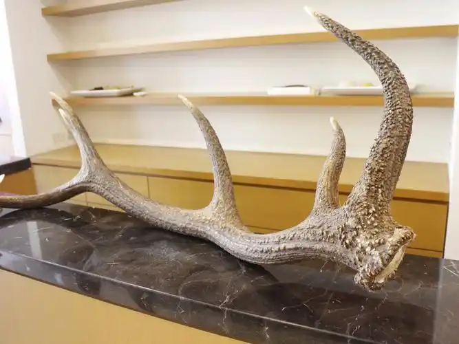 鹿角,鹿,鹿茸.(图/记者吕晓雯摄)