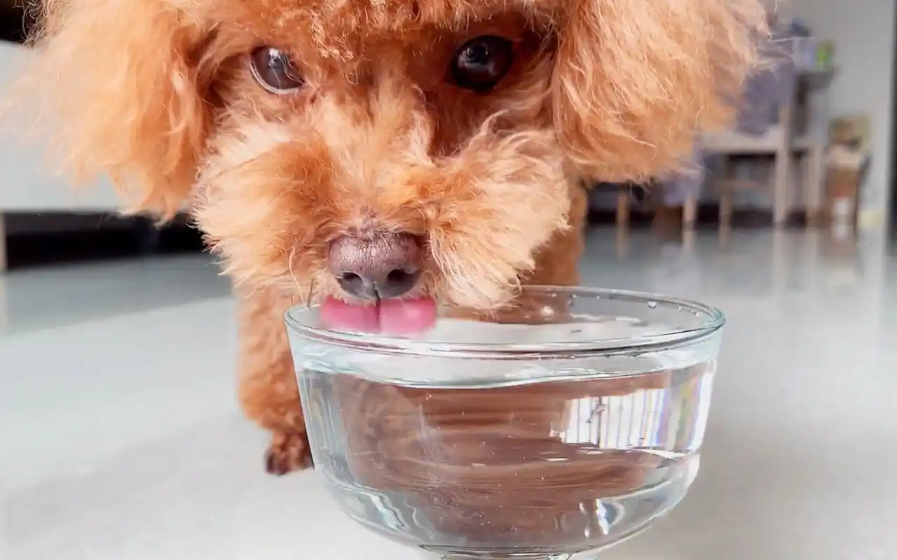原来狗狗喝水是这样的拍了慢动作喝水全过程