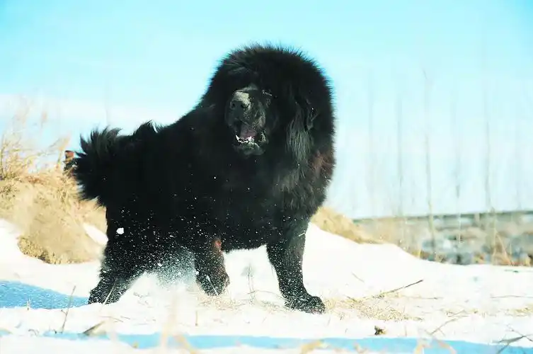 藏獒头大口阔,形体壮实,骗体黄褐色毛,听觉敏捷,视觉锐利,前肢五趾