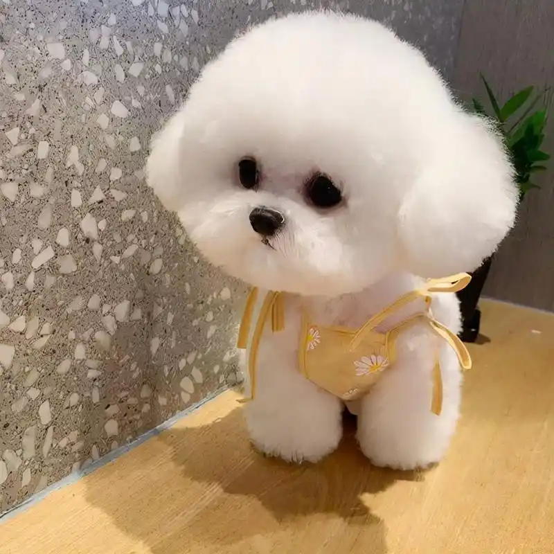 不瞒你说,原来"纯种比熊"长这样!