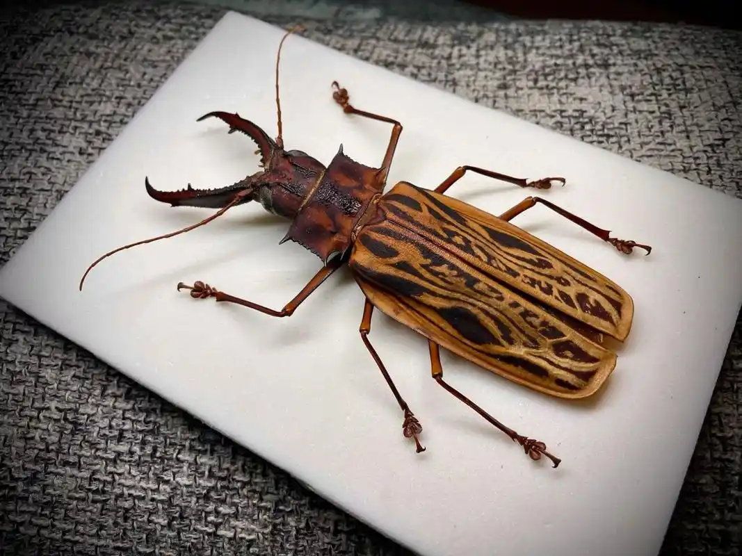 鹿角长牙大天牛   来自秘鲁的鹿角长牙天牛 也是明星物种了 很早就很