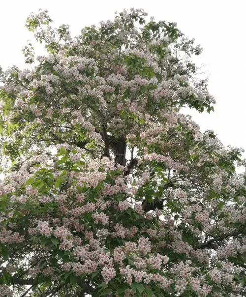 古树游记 | 元土城遗址公园古楸树_皇城