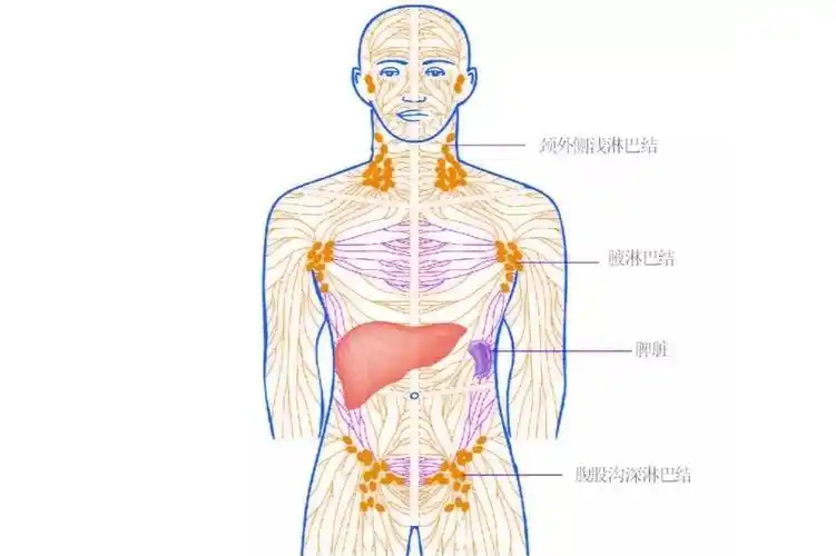 淋巴结,颌下淋巴结,颈深上淋巴结,颈深下淋巴结,颈浅淋巴结,角淋巴结