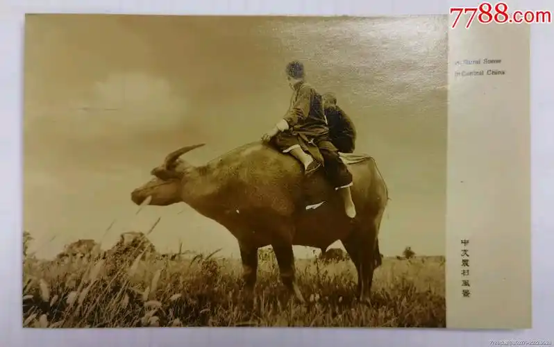 民国牧童骑牛照片版老明信片-价格:80元-se87354767-明信片/邮资片