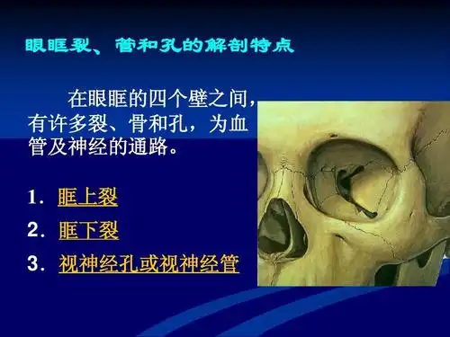 2013-颌面部断层解剖学-1ppt_word文档在线阅读与下载_无忧文档