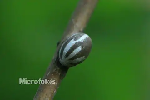 请问这是什么害虫,这是杨树上面发现的虫茧
