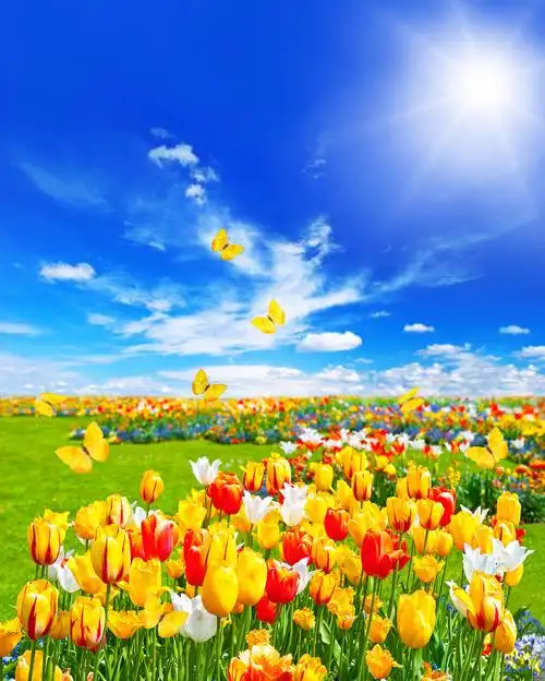 什锦的郁金香鲜花绿草的草地春天景观与蝴蝶和阳光明媚的蓝天