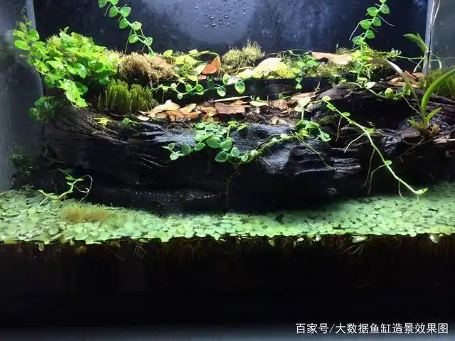 如何在乌龟缸里养好各种陆龟