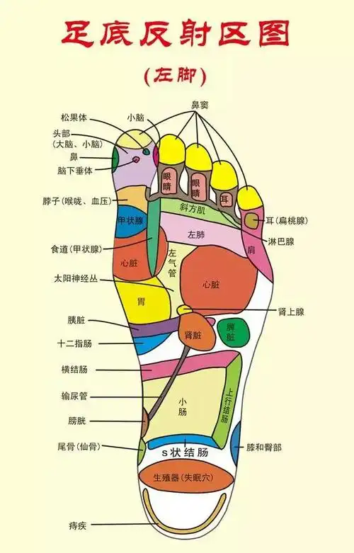 您看脚底反射区挂图的时候就会发现,肝胆,脾胃,肠道这一类消化系统的