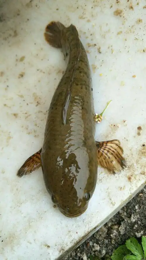 展开全部 南鳢,又称白边乌鳢.