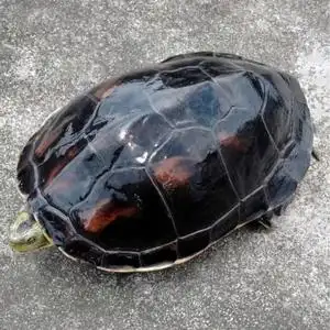 乌龟珍珠龟活物宠物龟半水龟吃菜龟活龟家养乌龟好养的乌龟巨型龟