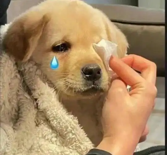 一些奇奇怪怪的狗狗表情包