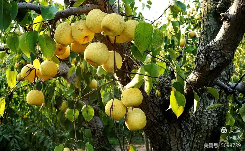 百年梨树家乡的味道