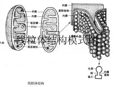 线粒体结构模式
