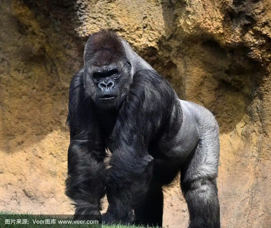 大猩猩,生气,野生动物,美国,水平画幅