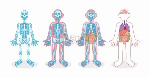 卡通人体骨架内脏解剖结构图png图片免抠矢量素材