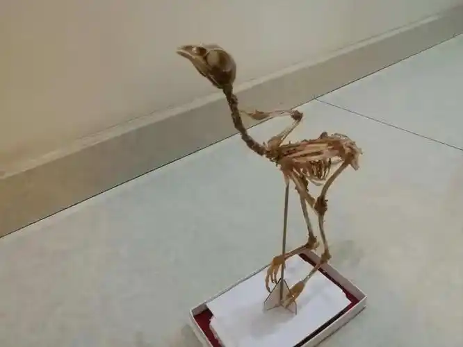 制作竹鸡标本——1606涂邓思睿38号